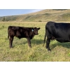 Image 4 : Stan Church - 580# Steer Calves - 150 Head (Cochrane, AB)