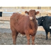 Image 9 : Justin Tateson - 960# March Delivery Steers - 65 Head (Scandia, AB)