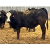 Image 10 : Van Hall Cattle Company Ltd. - 990# April Delivery Steers - 168 Head (Scandia, AB)