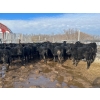 Image 3 : TV Bar Farms Ltd. - 680# March/April Delivery Steers - 80 Head (Goodlands, MB)