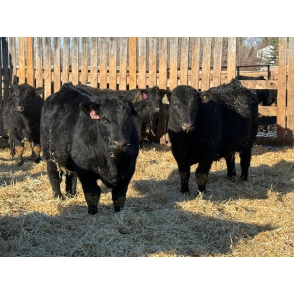 Attema Farms Ltd. - 970# February Delivery Steers - 64 Head (Bentley, AB)