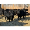 Image 1 : Attema Farms Ltd. - 970# February Delivery Steers - 64 Head (Bentley, AB)
