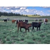 Image 11 : Sugarloaf Ranch Ltd. - 650# Oct/Nov Delivery Steer Calves - 93 Head (Kamloops, BC) VBP+