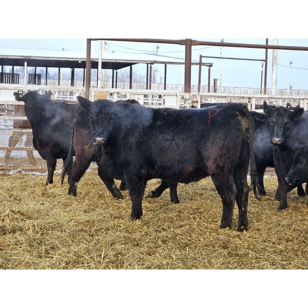 Pakowki Ranching Co. Ltd.  - 8 Black Heifers (Pen 313)