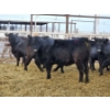 Image 1 : Pakowki Ranching Co. Ltd.  - 10 Black Heifers (Pen 301 - 303)
