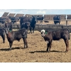Image 6 : Schunicht Farms - 800# Dec/Jan Delivery Weaned Steers - 70 Head (Strathmore, AB)