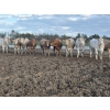 Image 2 : Cunningham Cattle Co. - 990# August Delivery Heifers - 186 Head (Sundre, AB)