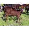 Image 13 : Nameth Land & Livestock Ltd. - 500# November Delivery Heifer Calves - 50 Head (Cupar, SK) VBP+