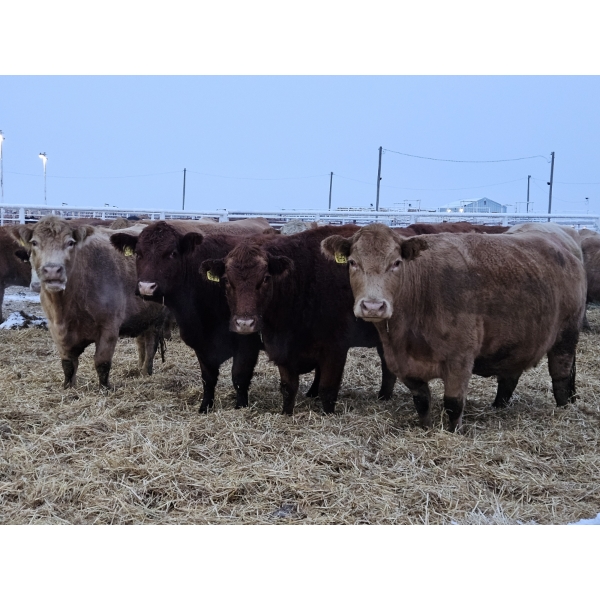 Horizon View Ranch (Elmer & Sylvia March) - 5 TBF Cows (Pen 412)