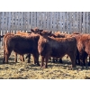 Image 2 : Hillcrest Farming Co. - 750# March Delivery Steers - 81 Head (Dundurn, SK)