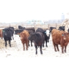 Image 2 : Brock & Garett Thompson - 720# April Delivery Steers - 83 Head (Carnduff, SK) VBP+