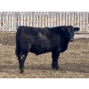 Image 5 : Hawk Ranching - 970# March Delivery Steers - 65 Head (Nanton, AB)