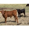 Image 5 : Lemmer Farms - 15 Angus X Mature Pairs (Lyalta, AB)