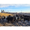 Image 3 : Franz Land & Cattle - 840# March Delivery Heifers - 75 Head (Medicine Hat, AB)