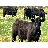 Image 2 : Kings Corner Farms - 880# August Grass Steers - 70 Head (Corning, SK)