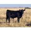 Image 2 : Standing Farms - 575# Steer Calves - 65 Head (Spondin, AB)