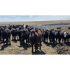 Image 3 : Cattlewood Farms Ltd. - 675# May Delivery Heifers - 170 Head (Swalwell, AB)
