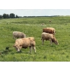 Image 5 : Nick Garnier - 1080# September Delivery Grass Steers - 90 Head (Lloydminster, AB)