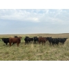 Image 3 : Daryk & Bonnie Simonson - 750# September Delivery Grass Heifers - 39 Head (Dinsmore, SK) VBP+