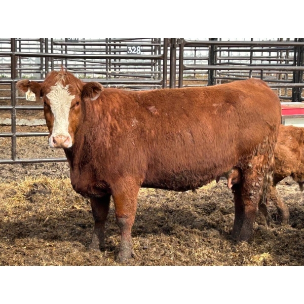 Verdant Valley Farming - 4 RWF 3rd Calf Pairs 