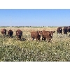 Image 2 : Clay Ridge Farms Inc. - 800# September Grass Heifers - 50 Head (Big Stone, AB)
