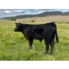 Image 4 : J. Manning & A. Bates - 550# October Delivery Steer Calves - 73 Head (Hat Creek, BC)