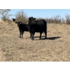 Image 7 : Ranch 71 Ltd. (Mark & Deb Osadczuk) - 14 Red/BWF Heifers 142 Red & Black Cows *HERD REDUCTION*