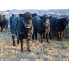 Image 2 : Hockridge Farms Ltd. - 770# March Delivery Heifers - 156 Head (Dauphin, MB)