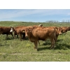 Image 3 : Twisted K Limousin - 25 Limousin/Limousin X Bred Heifers (Byemoor, AB)