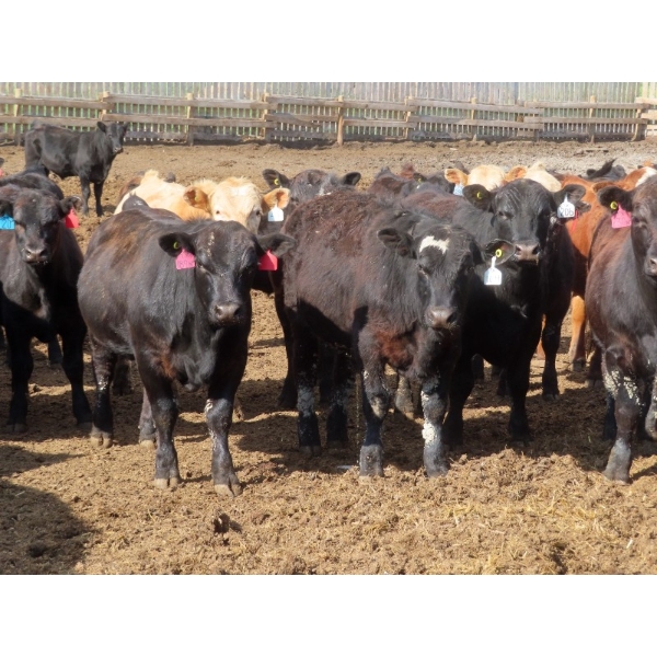 Little Rainbow Ranch - 820# June Delivery Steers - 144 Head (Moosomin, SK)