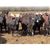 Image 1 : Little Rainbow Ranch - 820# June Delivery Steers - 144 Head (Moosomin, SK)