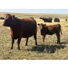Image 7 : Brad & Sandy Lockhart - 460# October Delivery Heifer Calves - 110 Head (Big Stone, AB)