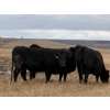 Image 4 : C & L Livestock - 29 Black 3rd Calf 3-Way Pairs (Edam, SK) VBP+