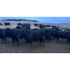 Image 1 : Wyatt & Meg Isaacson - 942# April Delivery Steers - 126 Head (Killdeer, SK)