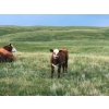 Image 7 : Ed & Connie Gammie - 495# December Delivery Steer Calves - 120 Head (Handhills, AB)
