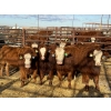 Image 4 : Fox Cattle Co. - 8 Bred Heifers (Pen 422)