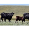 Image 2 : Black Ranch Ltd. - 530# Oct/Nov Delivery Steer Calves - 118 Head (Consul, SK)
