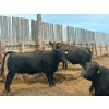 Image 8 : Church Hill Land & Cattle - 1550# June Delivery Fed Cows - 38 Head (Coderre, SK)