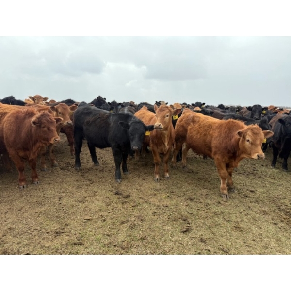 Poplarview Stock Farm - 950# May Delivery Steers - 128 Head (Pipestone, MB)
