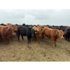 Image 1 : Poplarview Stock Farm - 950# May Delivery Steers - 128 Head (Pipestone, MB)