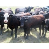 Image 10 : Colven Cattle Co. - 675# Sept/Oct Delivery Steer Calves - 65 Head (Bethune, SK)