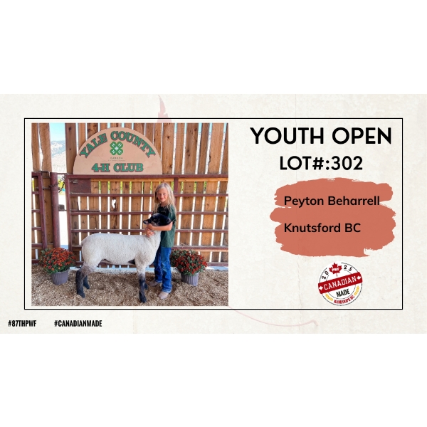Youth Open Sheep - Peyton Beharrell - Knutsford BC