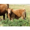 Image 3 : Ernie, Kathy & Kyle Lee - 580# Steer Calves - 90 Head (Hanna, AB)