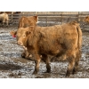 Image 5 : Wiens Family Farm - 1000# January Delivery Steers - 63 Head (Lomond, AB) VBP+
