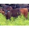 Image 12 : Spring View Ranch Ltd. - 610# November Delivery Steer Calves - 80 Head (Beaubier, SK)