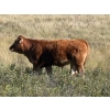 Image 7 : Paul & Krysten Gravelle - 560# October Delivery Steer Calves - 105 Head (Ceylon, SK)