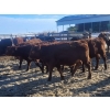 Image 5 : Jeff MacMillan - 840# March/April Delivery Steers - 70 Head (Marquette, MB)