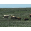 Image 7 : Hecker Farms Ltd. - 600# Steer Calves - 90 Head (Piapot, SK)