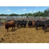 Image 2 : Chipping Hill Cattle Co. - 785# August Delivery Steers - 77 Head (MacGregor, MB)
