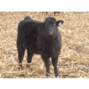 Image 13 : Sybouts Lake Farms Ltd. - 525# March Delivery Heifers - 85 Head (Gladmar, SK)